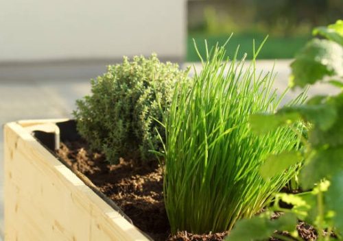 The Garden Within Herbal Wellness for a Grounded Life