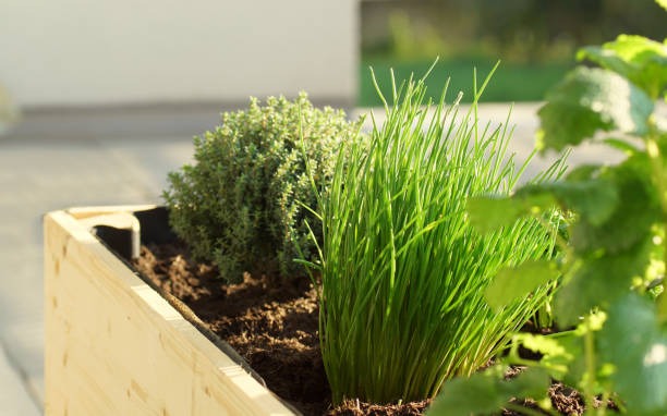 The Garden Within Herbal Wellness for a Grounded Life